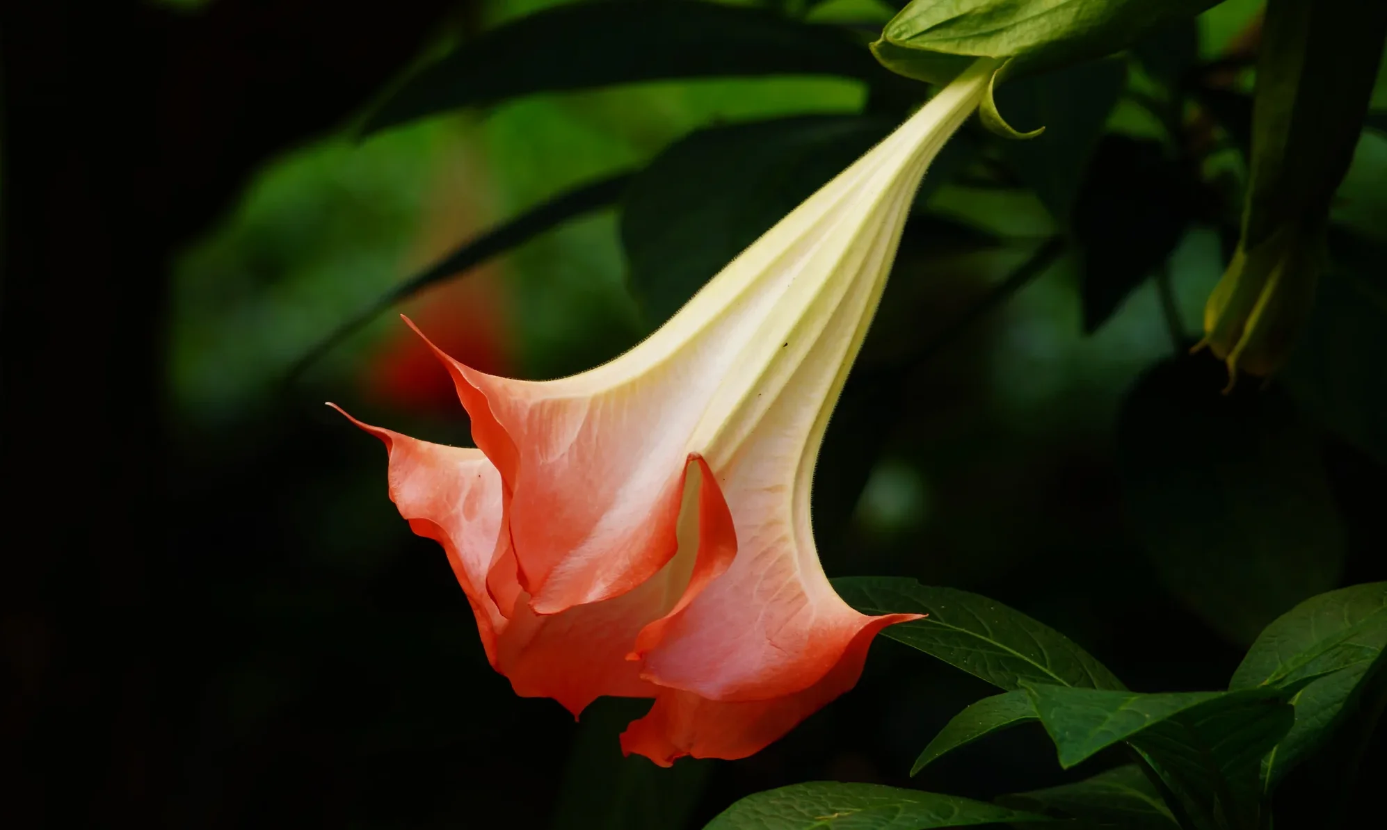 Angel_Trumpet_sidelook