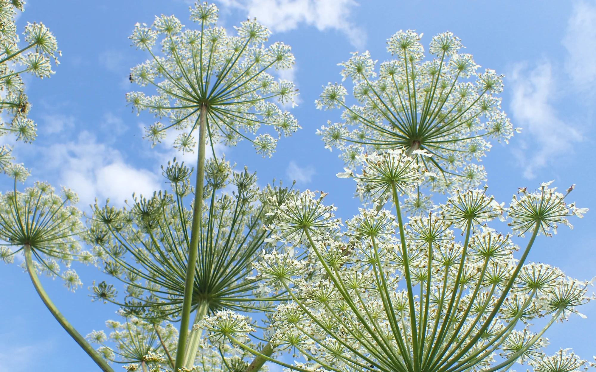 Heracleum_sosnowskyi_kz36